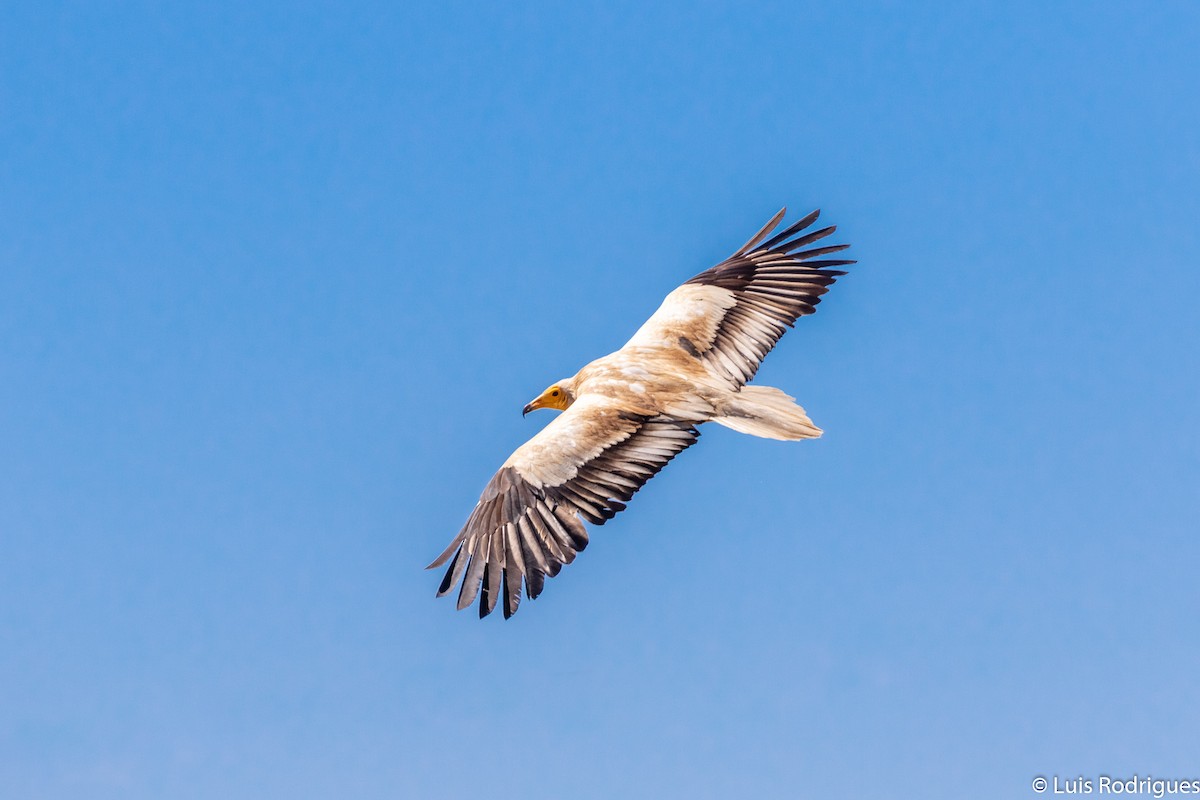 Egyptian Vulture - Luis Rodrigues