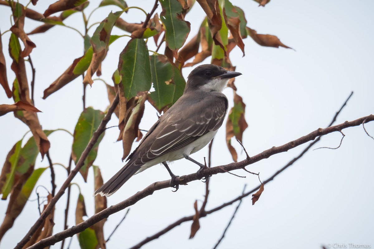 Eastern Kingbird - Chris Thomas