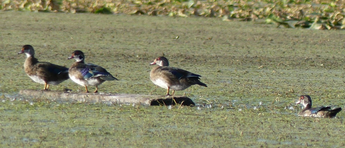 Wood Duck - ML256533581