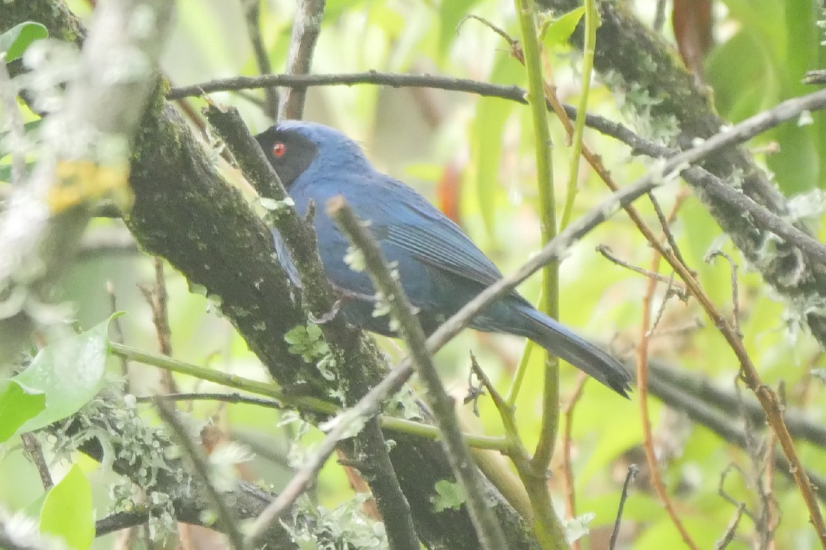 Masked Flowerpiercer - ML256533651