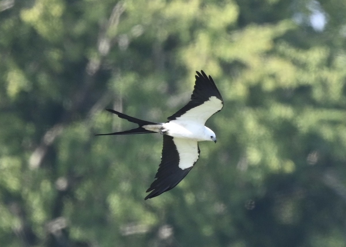 Swallow-tailed Kite - ML256533931