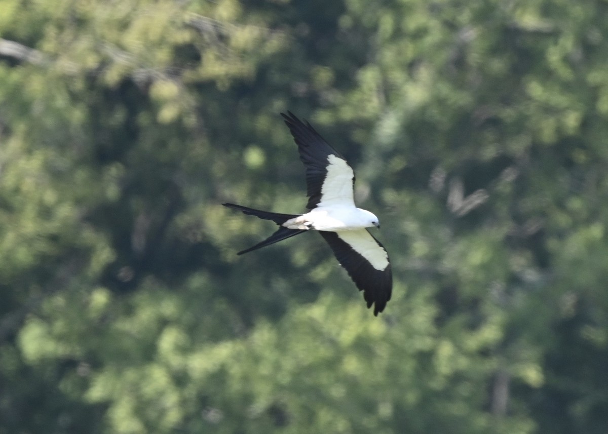 Swallow-tailed Kite - ML256533941