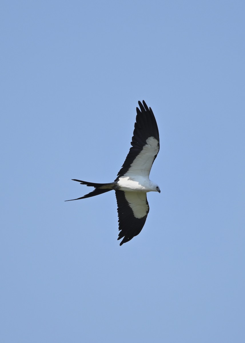 Swallow-tailed Kite - ML256533951