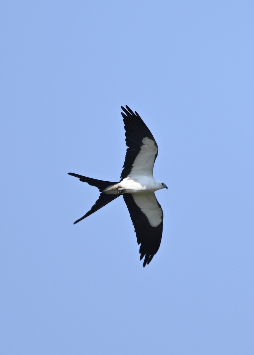 Swallow-tailed Kite - ML256533971