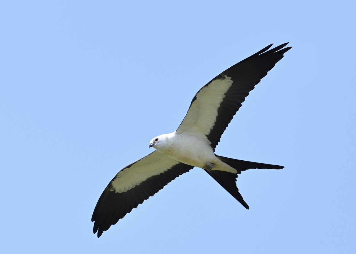 Swallow-tailed Kite - Joe Wujcik
