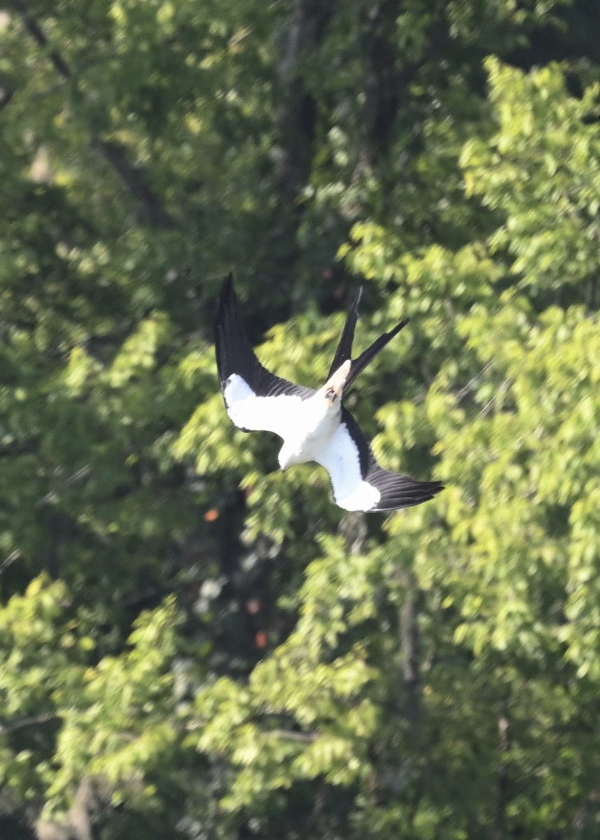 Swallow-tailed Kite - ML256533991