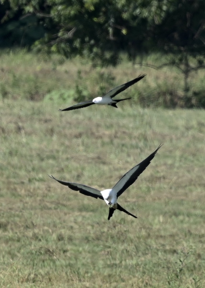 Swallow-tailed Kite - ML256534011