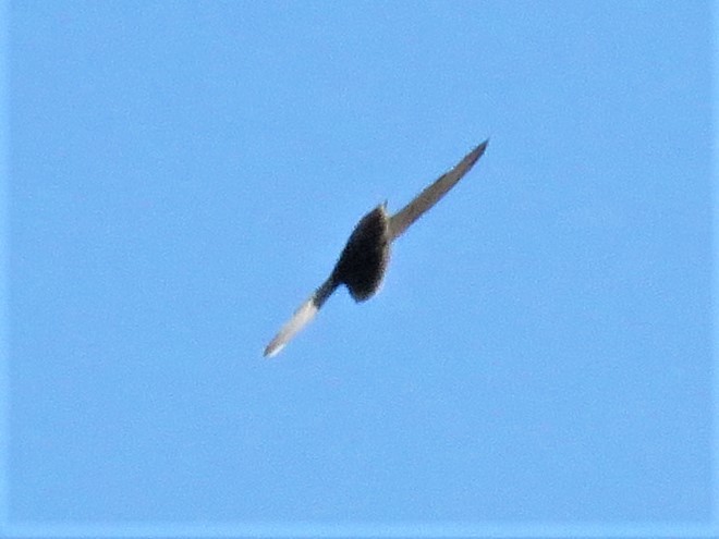 Chimney Swift - ML256534381