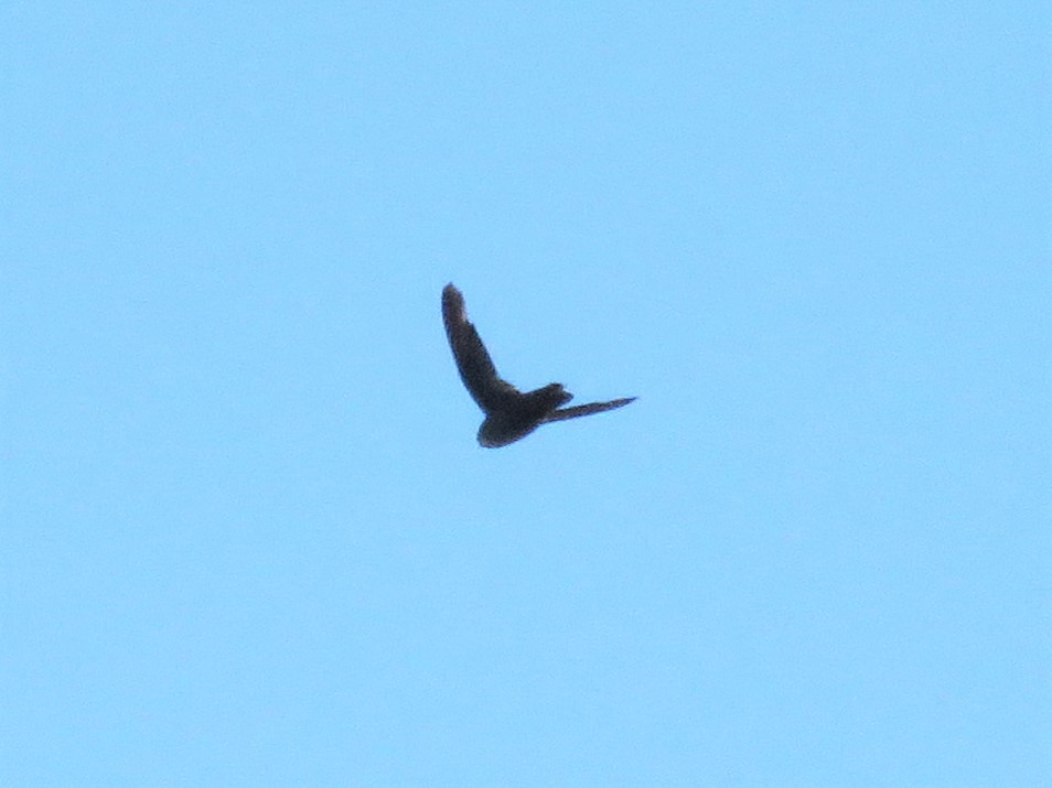 Chimney Swift - ML256534391