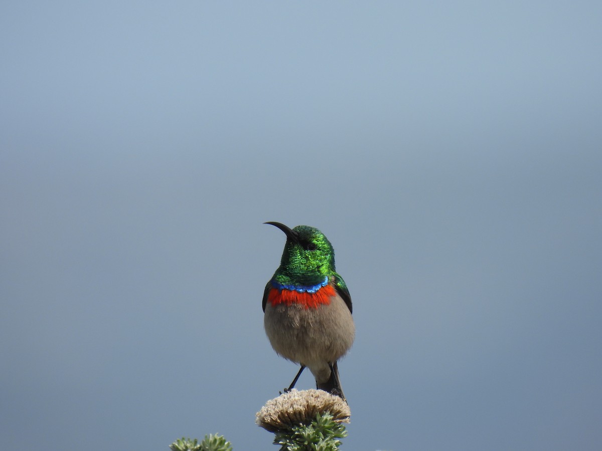 Southern Double-collared Sunbird - ML256534511