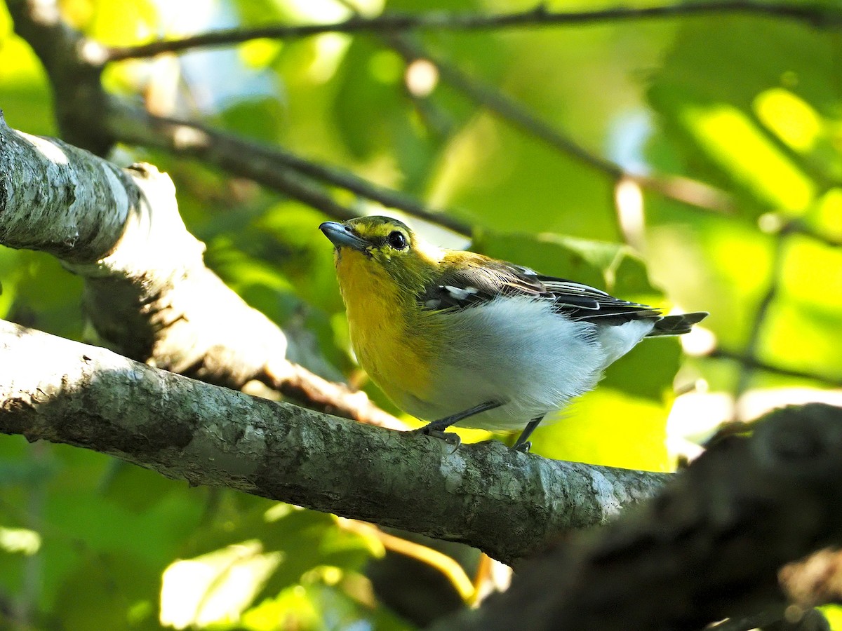 Yellow-throated Vireo - Gary Mueller