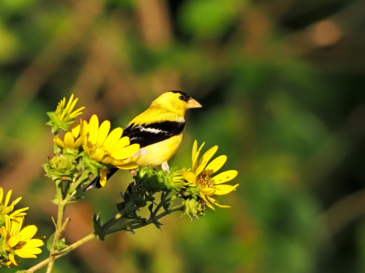 Chardonneret jaune - ML256535641