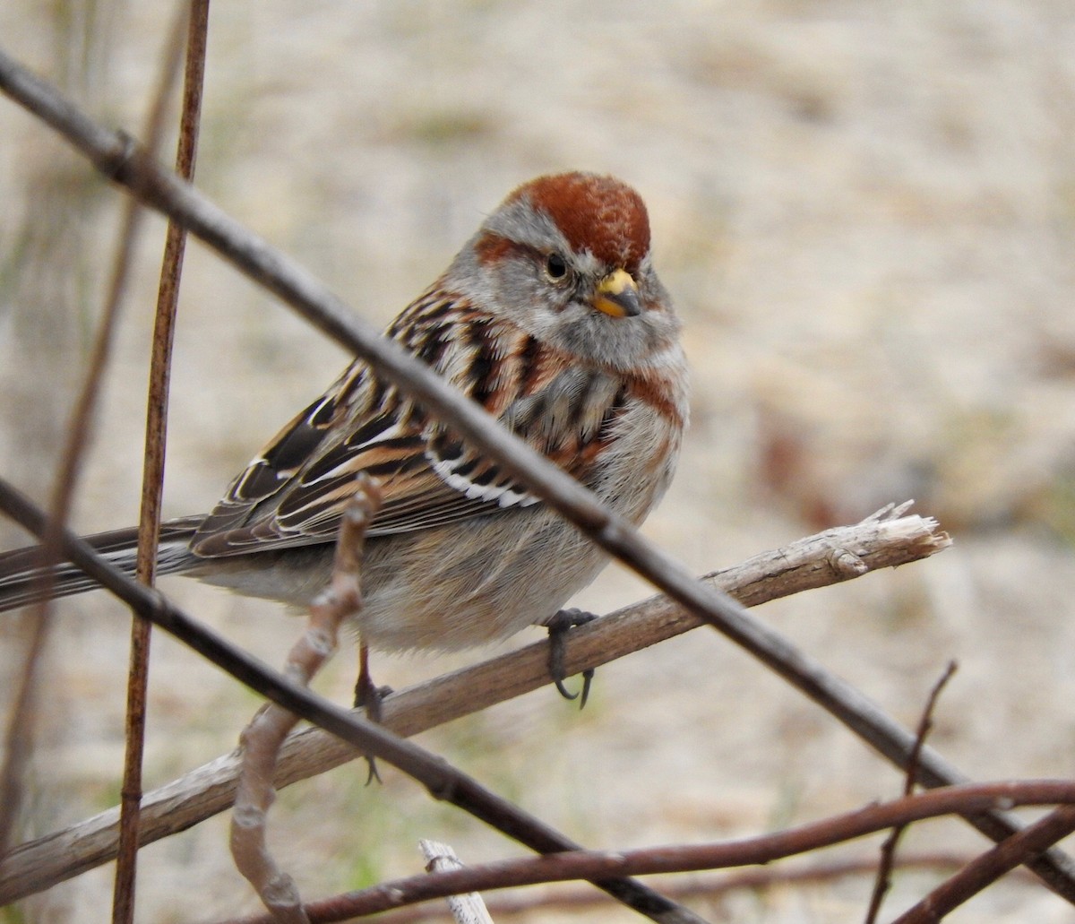 American Tree Sparrow - ML25653661