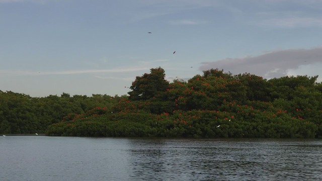 Scarlet Ibis - ML256536771