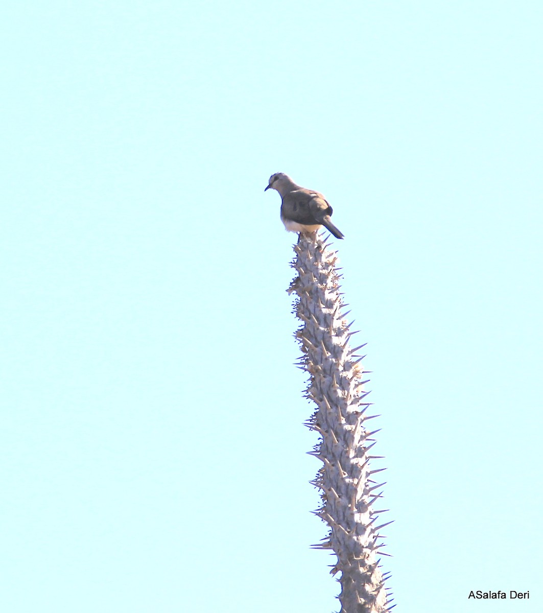 Malagasy Turtle-Dove - ML256536981