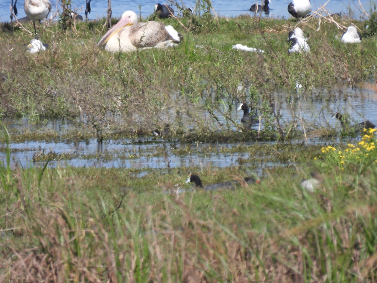 Great White Pelican - Timothy Whitehead