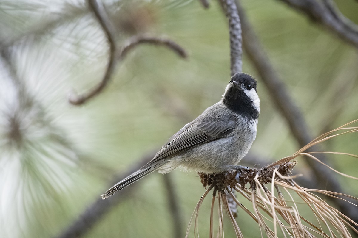 Mexican Chickadee - ML256540971