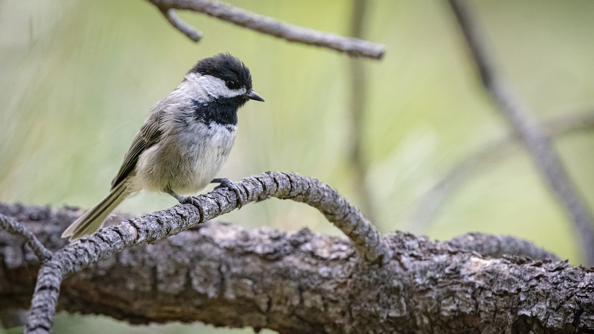 Mexican Chickadee - ML256540981