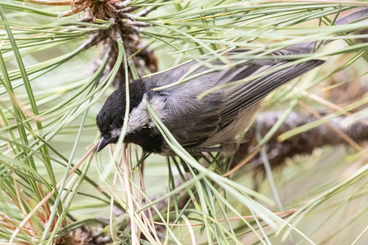 Mexican Chickadee - ML256541021