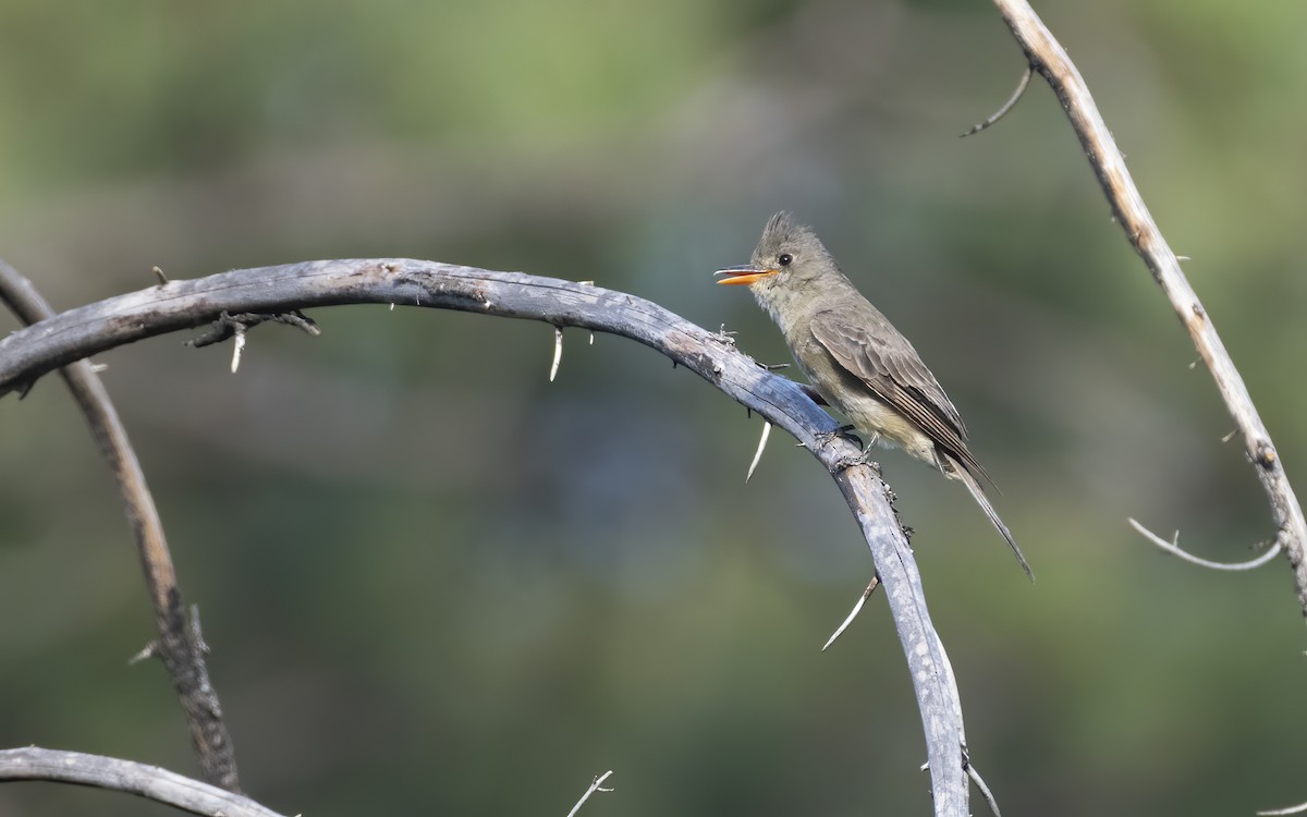 Greater Pewee - Bryan Calk