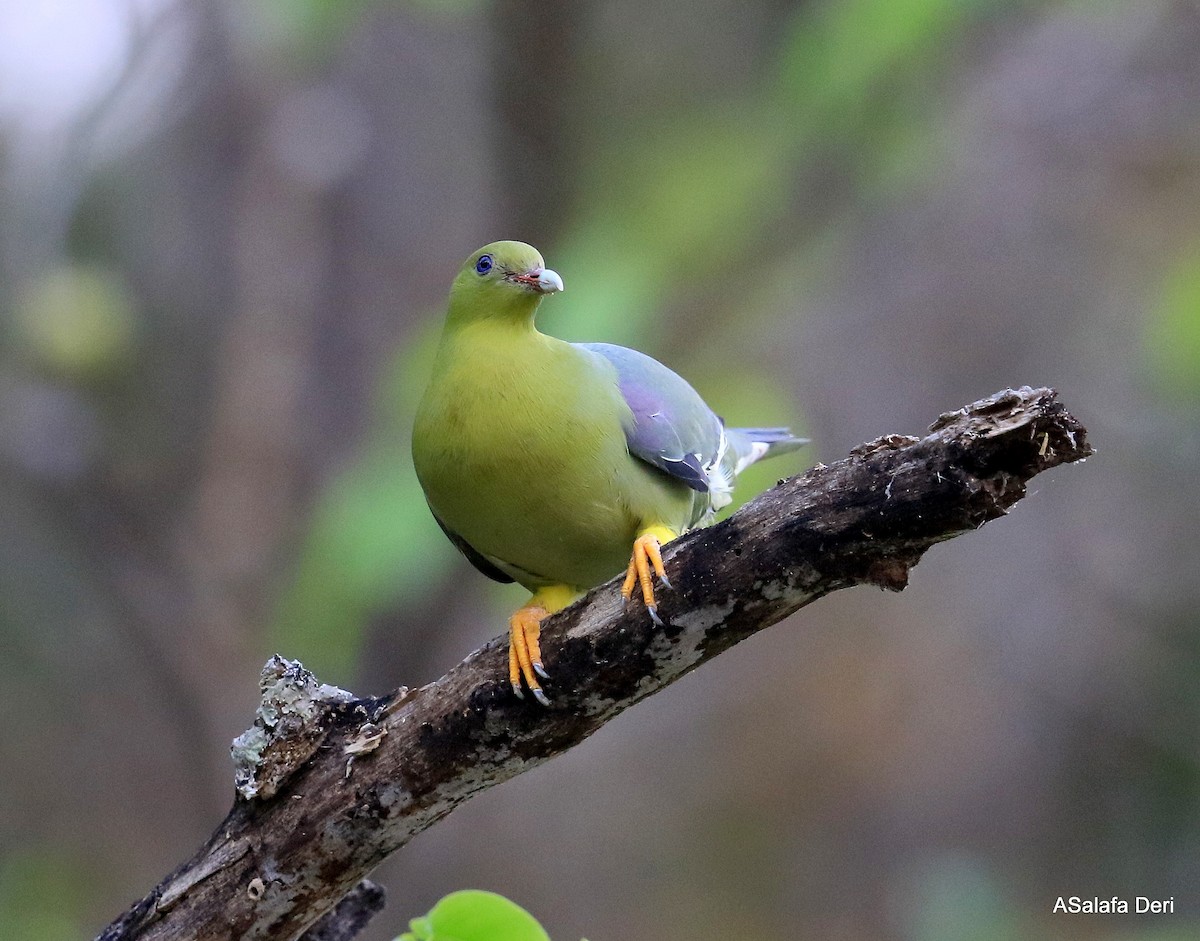 Madagascar Green-Pigeon - ML256544411