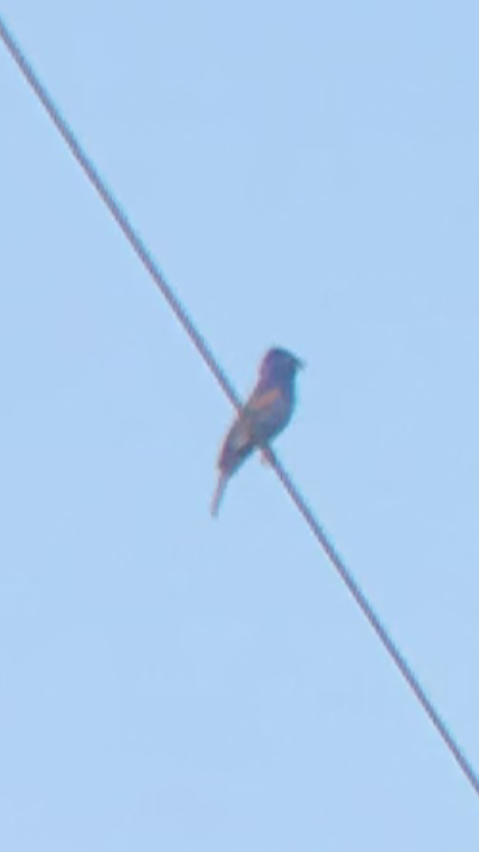 Blue Grosbeak - ML256544841