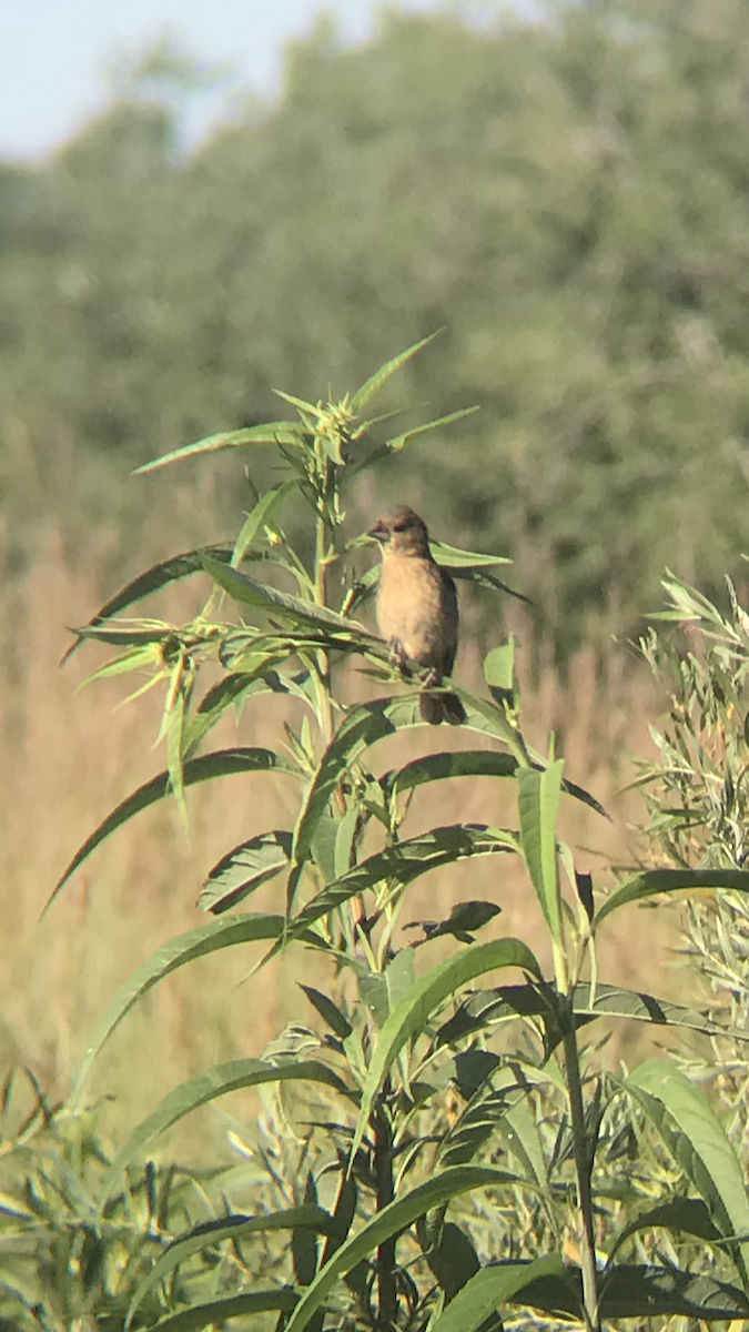 Blue Grosbeak - ML256544881