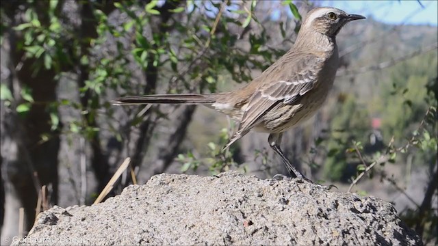 Chilean Mockingbird - ML256545551