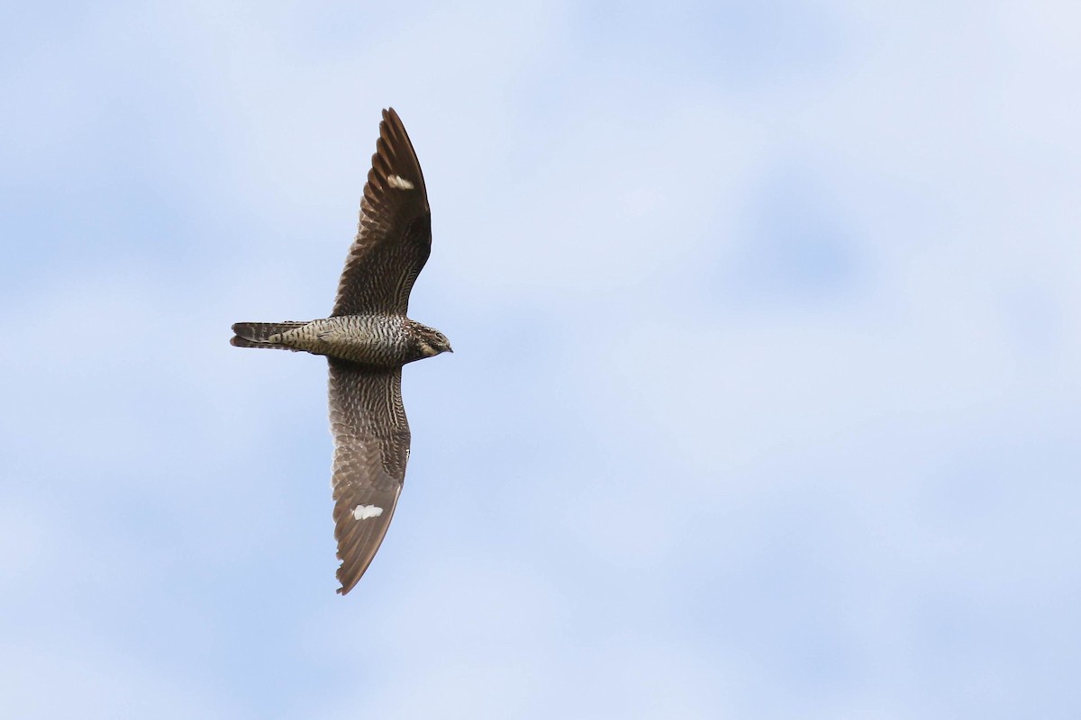 Common Nighthawk - ML256546201