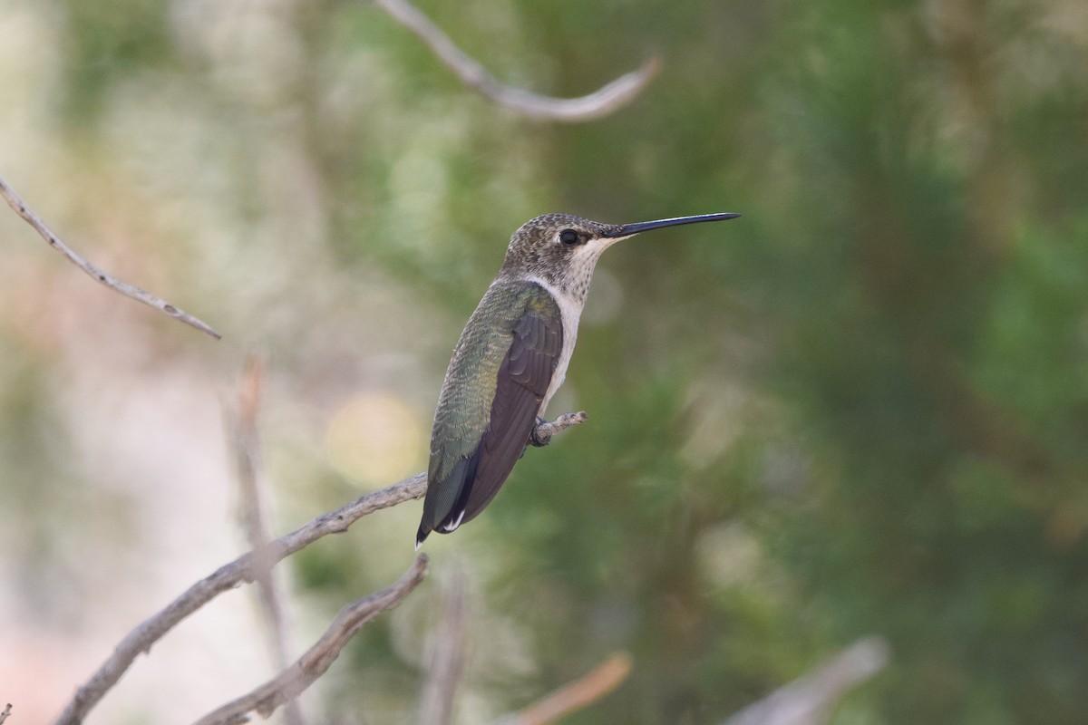Black-chinned Hummingbird - ML256546791