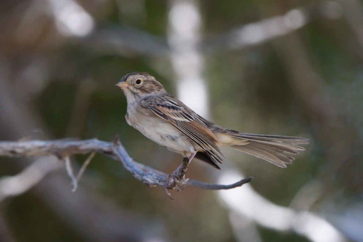 Brewer's Sparrow - ML256546801