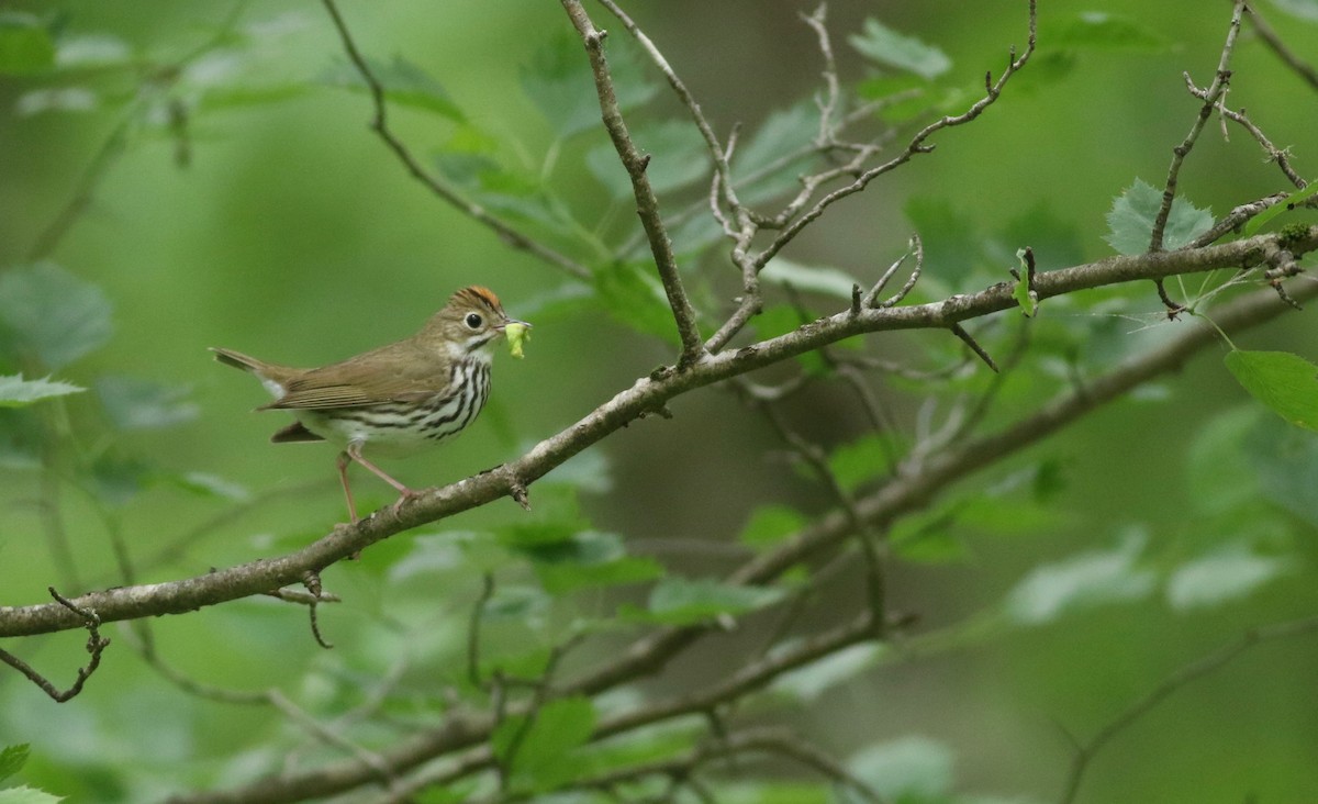 Ovenbird - Theo Staengl