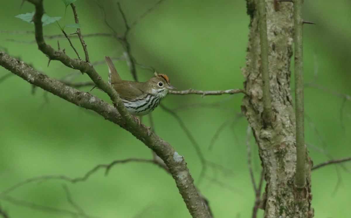 Ovenbird - Theo Staengl