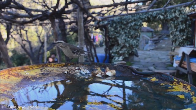 Chilean Mockingbird - ML256547631