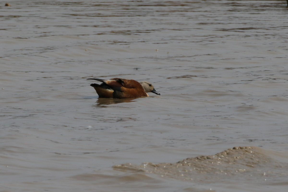 South African Shelduck - ML256548101