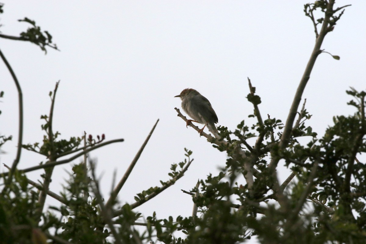 Piping Cisticola - ML256548471