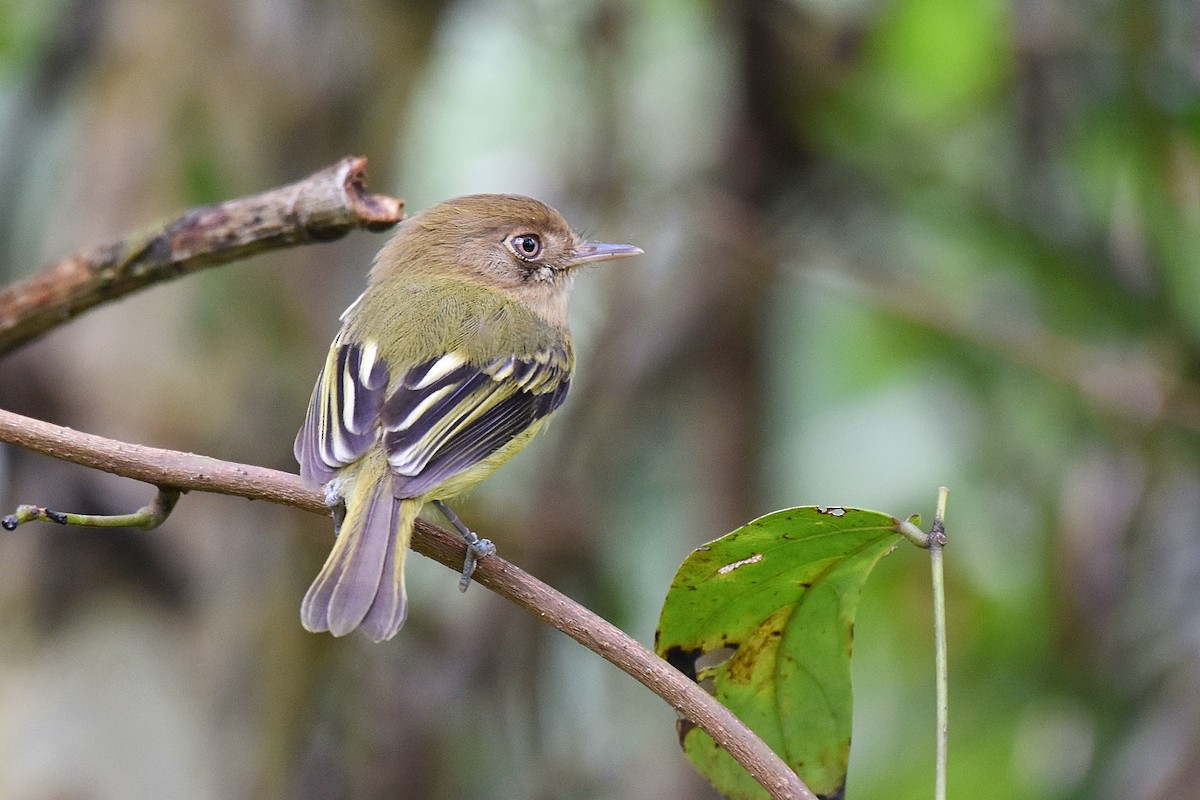 Kaempfer's Tody-Tyrant - ML256550621