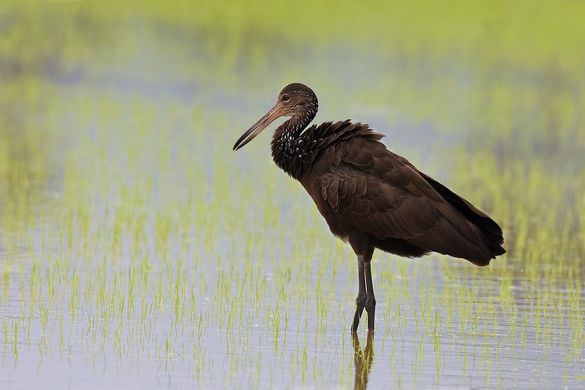 Limpkin - ML256550891