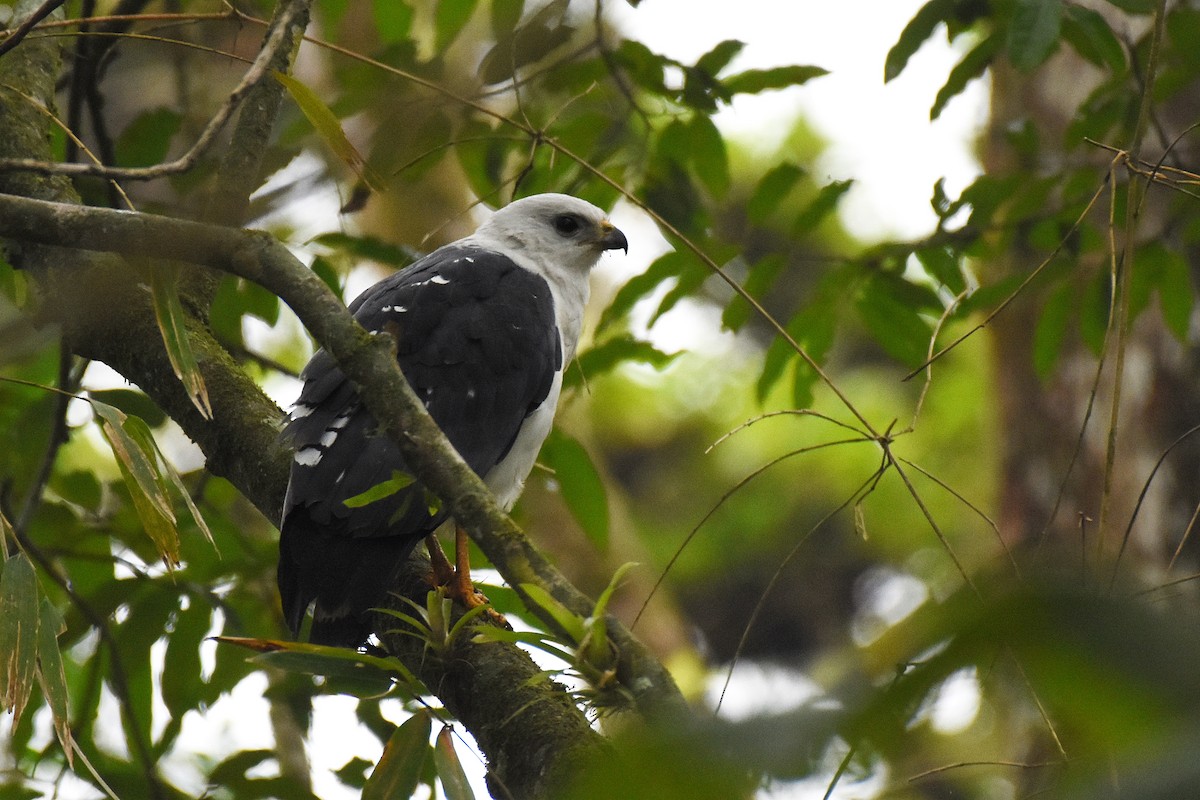 White-necked Hawk - ML256551011