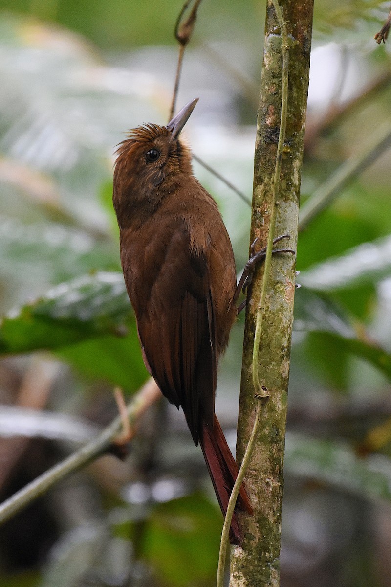 Plain-winged Woodcreeper - ML256551151