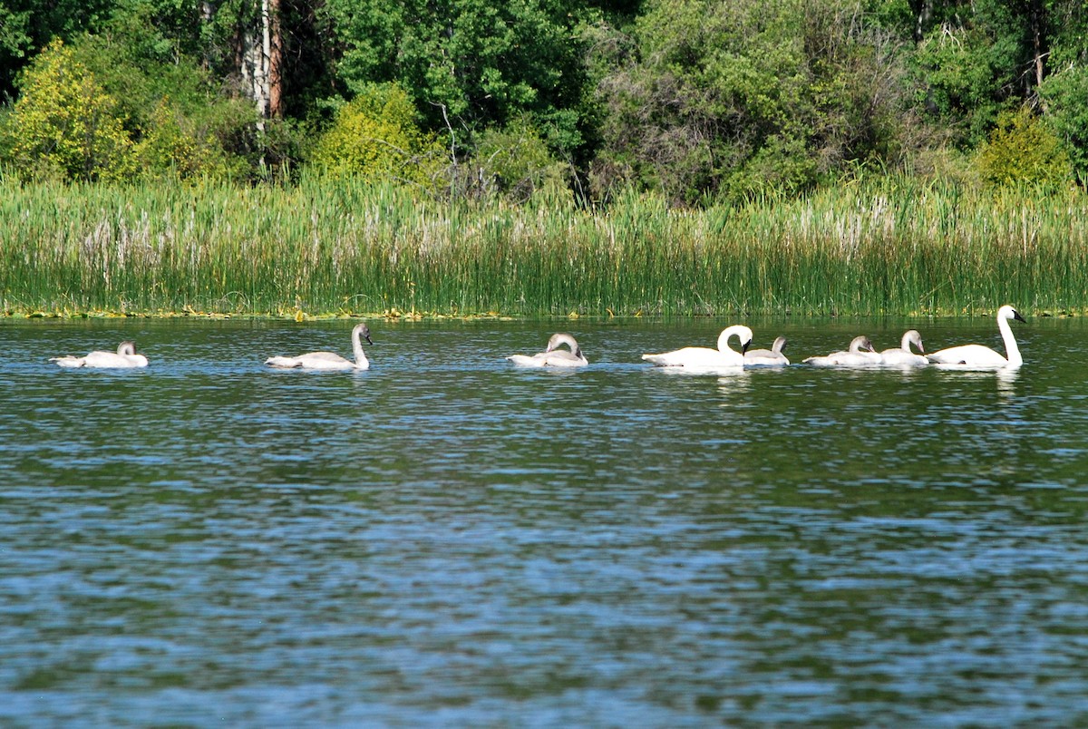 Trumpeter Swan - Liz Hiltunen