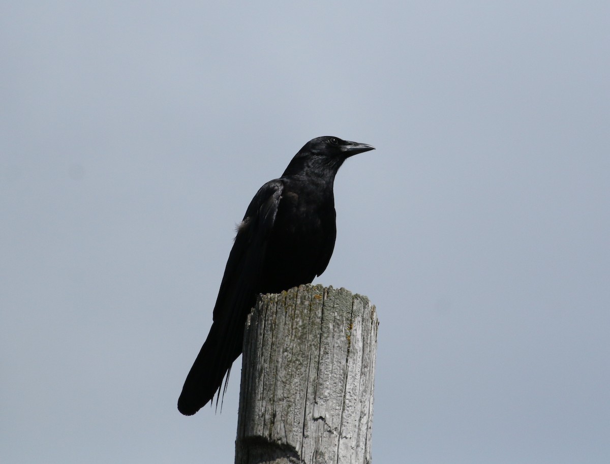 Fish Crow - ML256551851