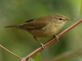 Blyth's Reed Warbler - Acrocephalus dumetorum - Birds of the World