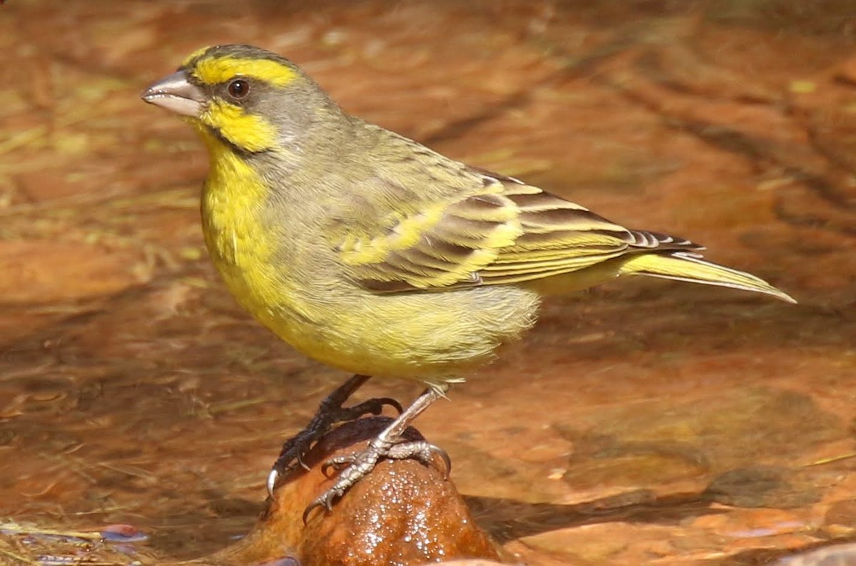 Yellow-fronted Canary - ML256557681