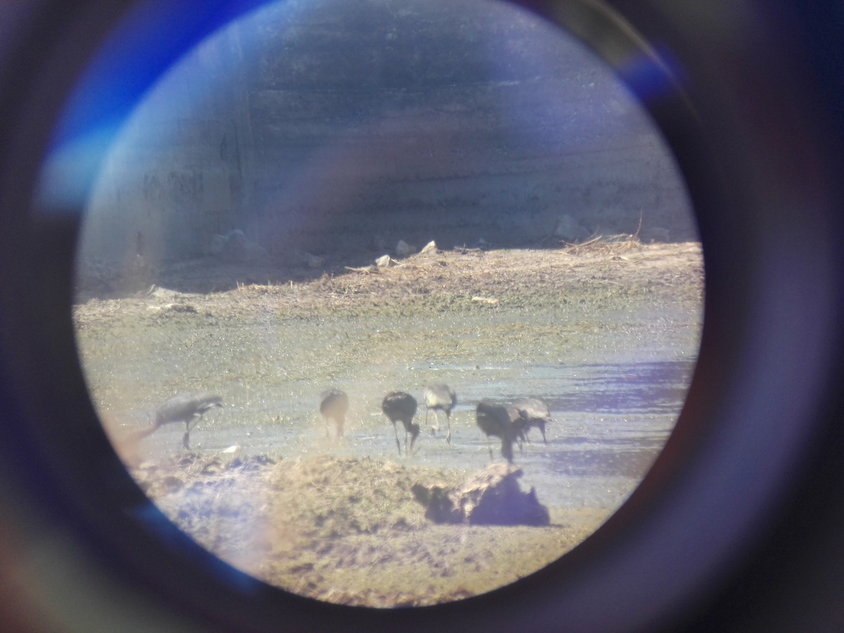 Glossy Ibis - ML256558621