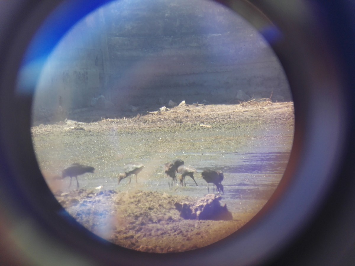 Glossy Ibis - ML256558641