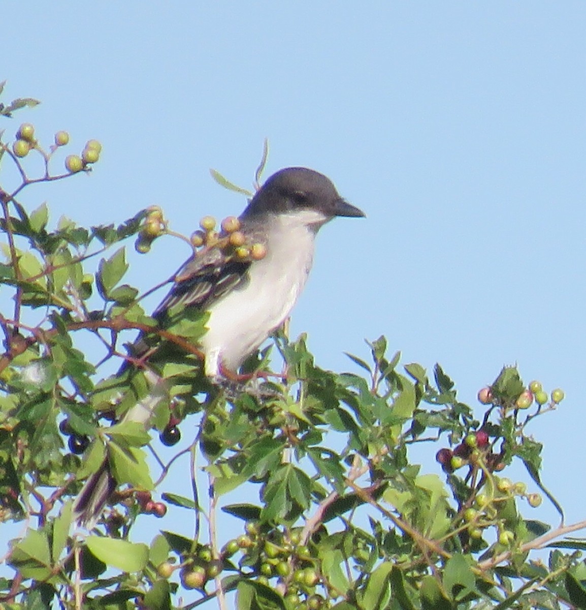 Eastern Kingbird - ML256559321