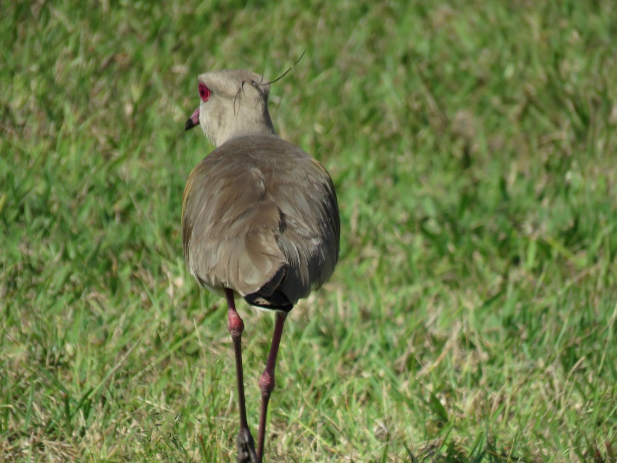 Southern Lapwing - ML256559411