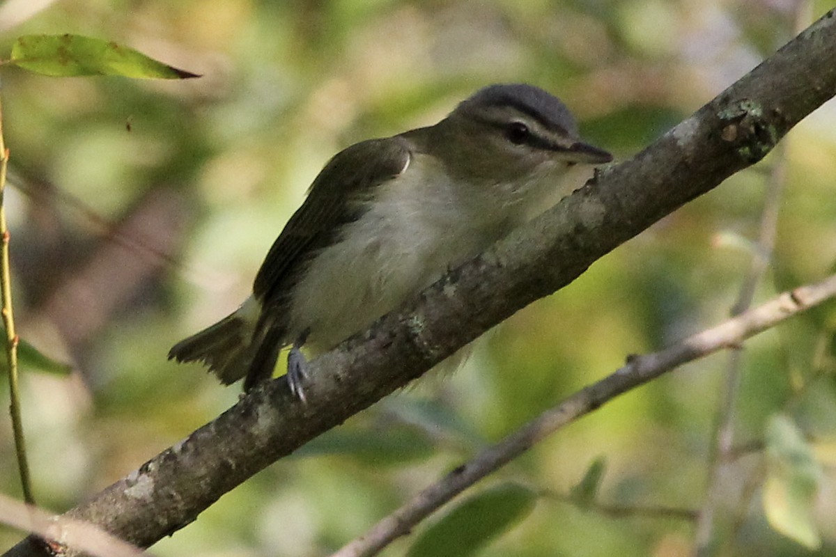 Red-eyed Vireo - ML256559551