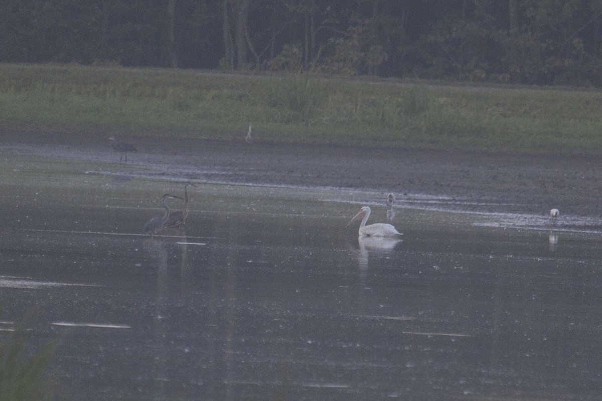 American White Pelican - ML256559681